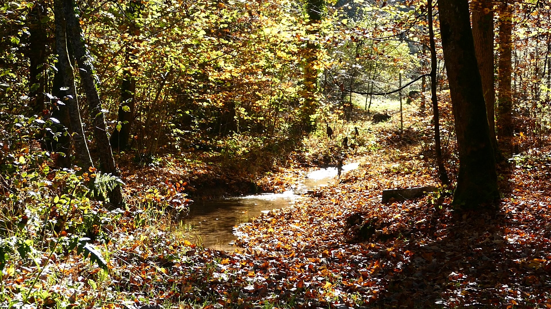 Im Altdorfer Wald