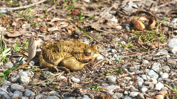 Tiervielfalt im Altdorfer Wald