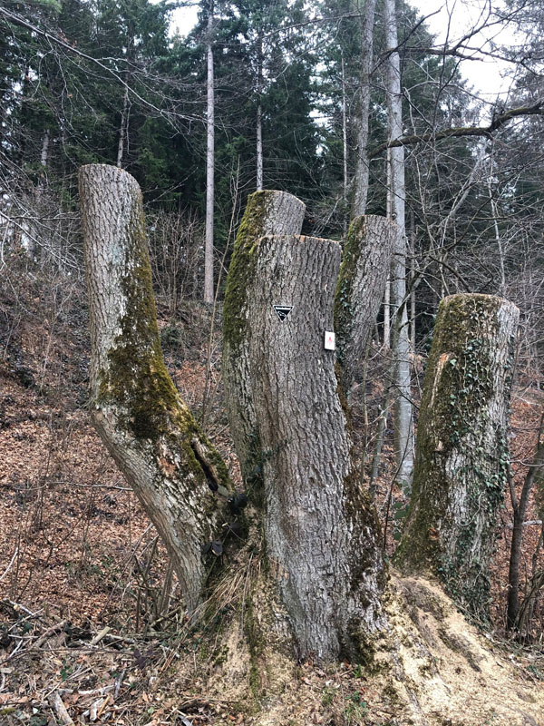 Beeinträchtigungen der Waldfunktionen